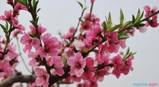 2017桃花运最旺的生肖 16年桃花最旺的生肖