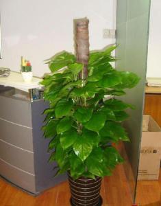 室内摆放的绿色植物 适合摆放在室内的绿色植物
