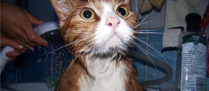 给猫咪洗澡的注意事项 给猫咪洗澡有哪些注意事项