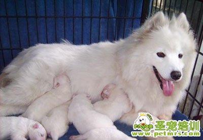 幼犬多大可以离开母犬 母犬初乳对幼犬的益处极大