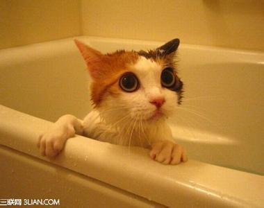 猫咪洗澡哭喊我不要 圈养猫咪冬天可不可以不洗澡