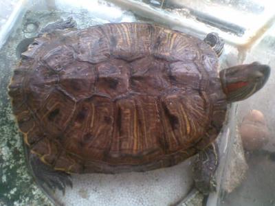 5年巴西龟最大能长多大 巴西龟能长多大
