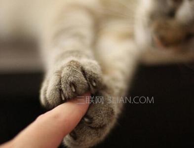 怎么训练猫咪握手 怎么训练猫咪和人握手