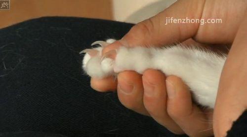 猫2个月可以剪指甲了吗 怎么给猫咪剪指甲