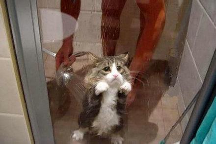 为什么猫咪怕洗澡 为什么猫咪怕水