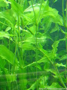 金鱼水草 适当养水草有助于金鱼成长