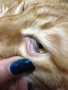 猫眼睛发炎能自愈吗 小猫眼睛发炎怎么办