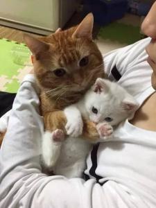 怎么抱小猫视频 怎么抱小猫
