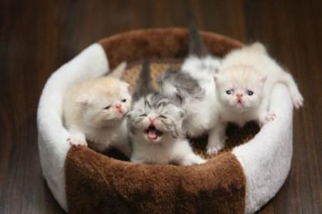 刚出生的小猫几天睁眼 刚出生的小猫怎么养