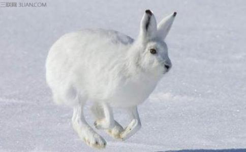 北极兔吃什么 北极兔是什么有什么特性
