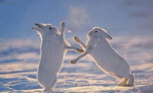 野外生存技巧 北极兔的产地与生存技巧
