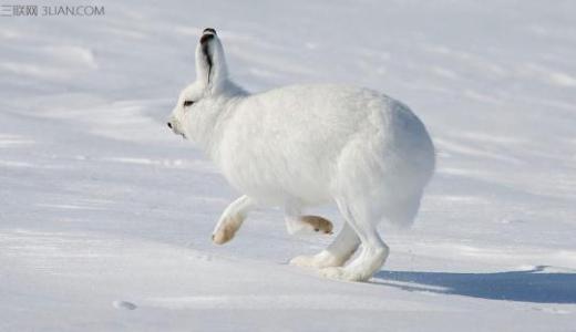 野兔繁殖能力 关于北极野兔的繁殖能力