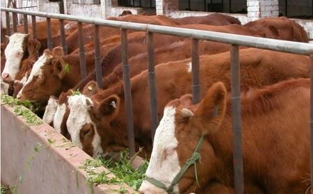 养牛常见病 春季养牛谨防四种常见病