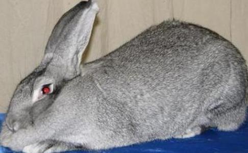 巨型金吉拉兔 巨型金吉拉兔有什么特征