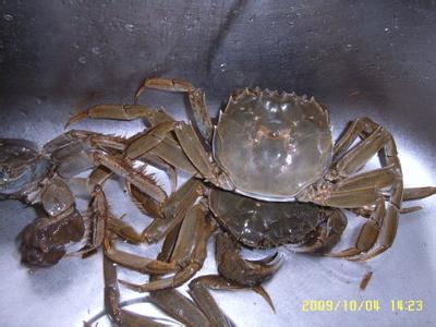 螃蟹怎么洗：7个洗螃蟹又快又干净的方法