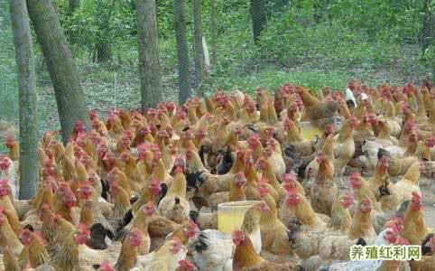 科技苑黑麦草饲喂蛋鸡 肉种鸡限制饲喂的方法