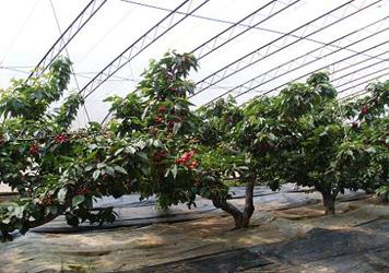 果树设施栽培技术 果树设施栽培注意问题