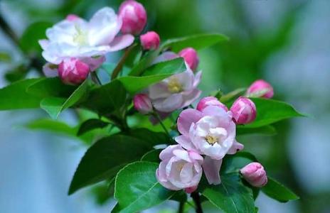 海棠最有名的诗句 赞美春天海棠花的诗句