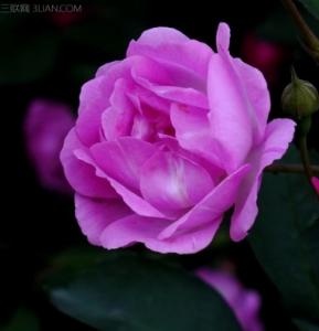 蔷薇花语是什么 紫色蔷薇的花语是什么