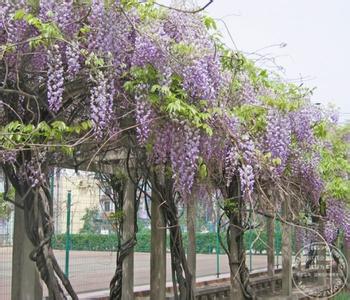 盆景紫藤的管理 紫藤的栽培管理