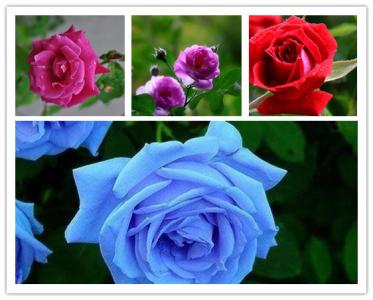 深蓝色蔷薇花语 蓝色蔷薇的花语是什么