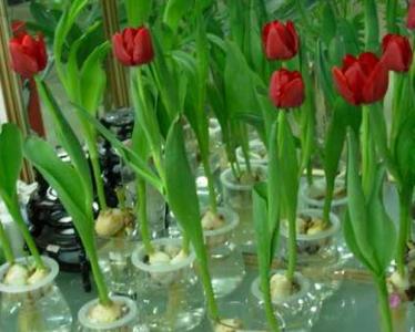 郁金香的花束方法水培 水培郁金香的养殖方法