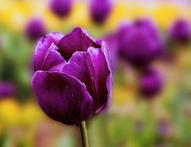 紫色郁金香的含义 紫色郁金香的花语