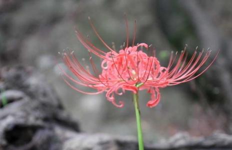 彼岸花几月份开花 彼岸花什么时候开