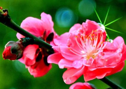 中国十大名花花语 中国十大名花是什么