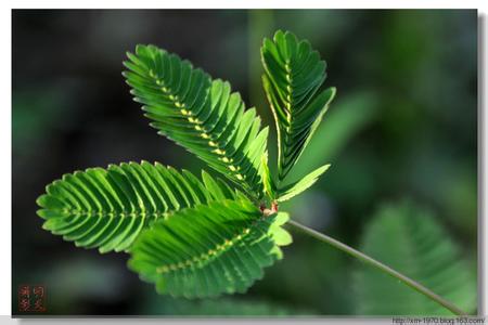 含羞草如何预报天气