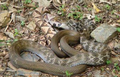 什么蛇是国家保护动物 大王蛇是保护动物吗