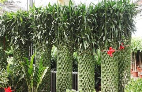 富贵竹笼的价格 富贵竹笼的养殖方法