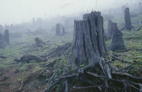世界上消失的森林 世界森林消失的面积