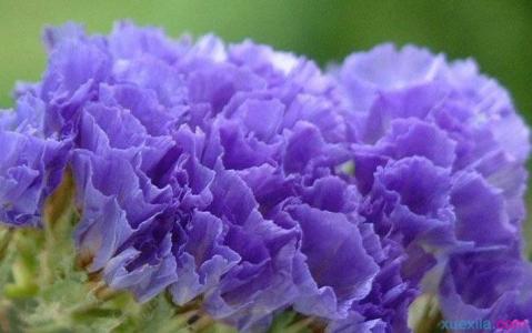 紫罗兰怎么养 紫罗兰的生长习性