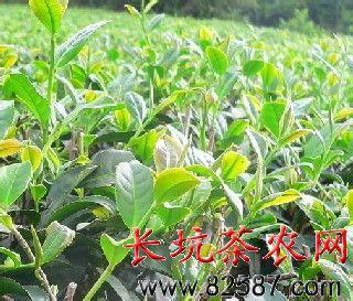茶树病虫害防治 茶树怎么养 茶树的病虫防治