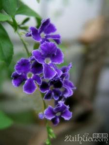 非洲紫罗兰的繁殖方法 紫罗兰怎么养 紫罗兰的繁殖方法