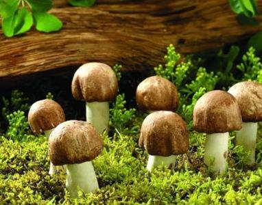 种植蘑菇最简单的方法 怎么种蘑菇_蘑菇的种植方法