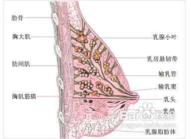 乳腺小叶增生和乳腺癌 乳腺增生与小叶增生有什么区别