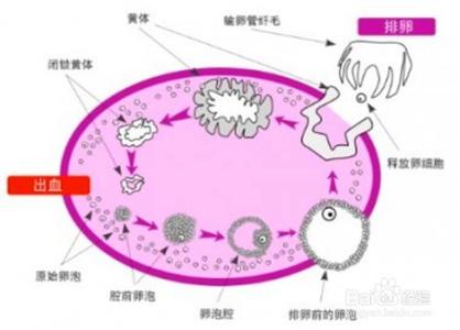 提高怀孕几率的小妙招 如何提高怀孕成功率