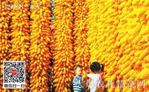新疆2017小麦补贴政策 2017小麦补贴政策