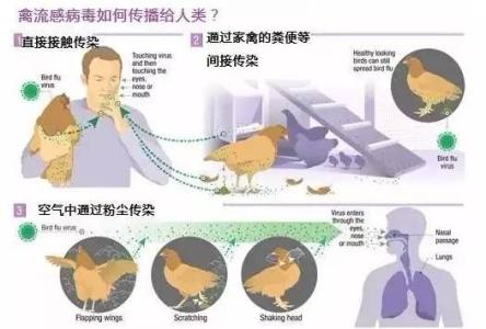 预防人感染h7n9禽流感 如何预防人体感染H7N9
