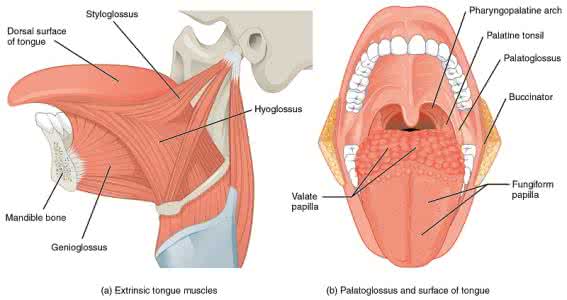 花舌舌头如何快速有力 人体最有力的肌肉是舌头
