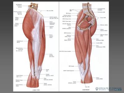 如何增强腿部肌肉 怎样增强腿部大腿肌群肌肉