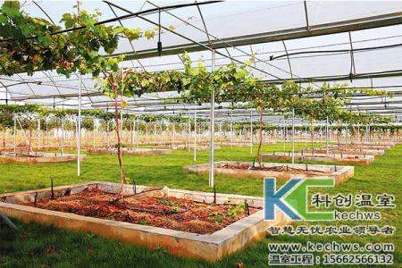 大棚温室葡萄栽培技术 葡萄温室栽培光照调控技术
