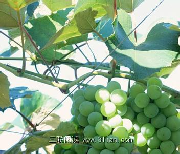 新疆棉花高产栽培技术 新疆葡萄栽培技术