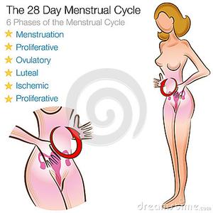 月经后几天是排卵期 女性来月经多少天