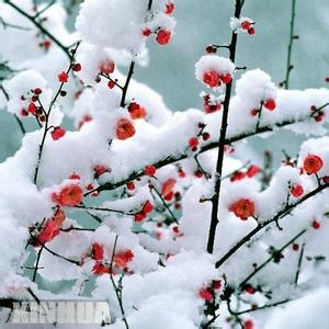 雪飘人间 人间雪飘梦沧桑