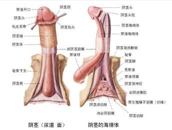 治疗早射的小窍门 早泄是如何形成的