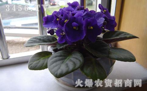 紫罗兰盆栽怎么养 盆栽紫罗兰怎么养 紫罗兰的花语