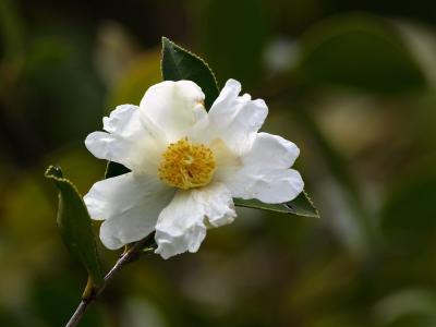 油茶树什么时候开花 油茶花什么时候开_油茶花什么时候开花